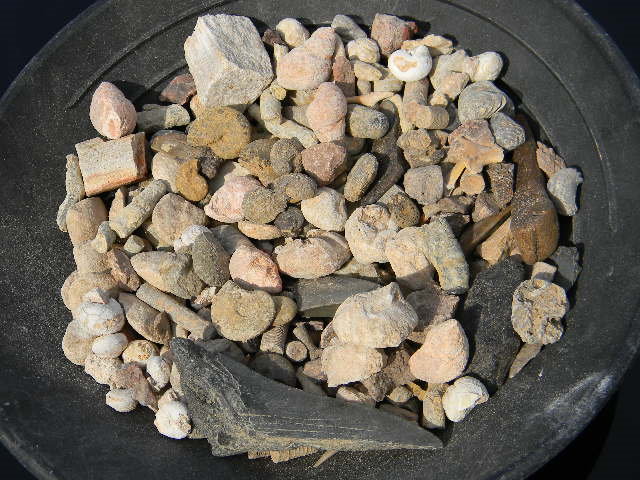 What is a fossil? Bulk Fossil Mix