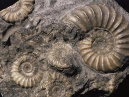 What is a fossil? Cast fossil of an ammonite.