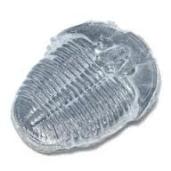 What is a fossil? Elrathia Kinghi Trilobite found in Utah.
